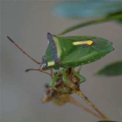 Cuspicona stenuella (Shield bug) at Parkes, ACT - 17 Oct 2024 by Hejor1