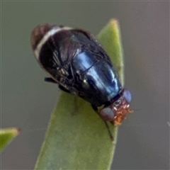 Depressa sp. (genus) (Lauxaniid fly) at Parkes, ACT - 17 Oct 2024 by Hejor1