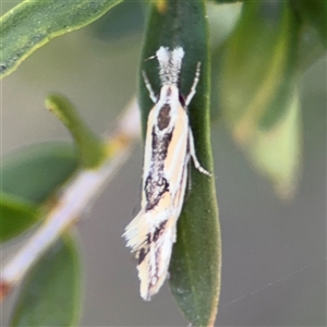 Thema macroscia at Parkes, ACT - 17 Oct 2024 05:51 PM