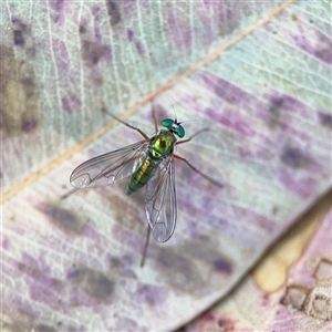 Dolichopodidae (family) at Parkes, ACT - 17 Oct 2024 05:59 PM