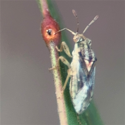 Germalus victoriae (A seed bug) at Parkes, ACT - 17 Oct 2024 by Hejor1