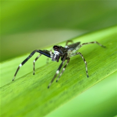 Helpis minitabunda (Threatening jumping spider) at Parkes, ACT - 17 Oct 2024 by Hejor1