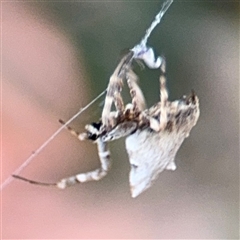 Philoponella congregabilis (Social house spider) at Parkes, ACT - 17 Oct 2024 by Hejor1