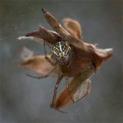 Parasteatoda sp. (genus) at Parkes, ACT - 17 Oct 2024