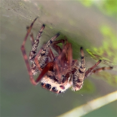 Opisthoncus sp. (genus) (Unidentified Opisthoncus jumping spider) at Parkes, ACT - 17 Oct 2024 by Hejor1