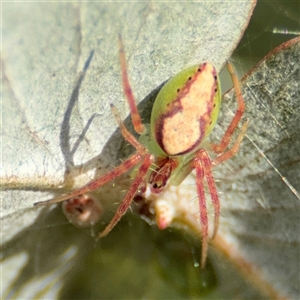 Araneus talipedatus at Parkes, ACT - 17 Oct 2024