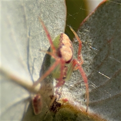 Araneus talipedatus at Parkes, ACT - 17 Oct 2024