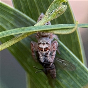 Opisthoncus polyphemus at Parkes, ACT - 17 Oct 2024