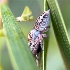 Opisthoncus polyphemus at Parkes, ACT - 17 Oct 2024