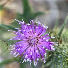 Cirsium vulgare (Spear Thistle) at Parkes, ACT - 17 Oct 2024 by Hejor1