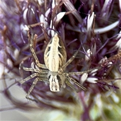 Oxyopes sp. (genus) (Lynx spider) at Parkes, ACT - 17 Oct 2024 by Hejor1