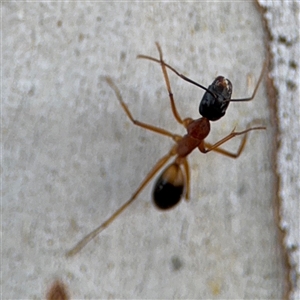 Camponotus consobrinus at Parkes, ACT - 17 Oct 2024 05:20 PM