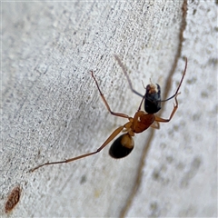 Camponotus consobrinus at Parkes, ACT - 17 Oct 2024 05:20 PM