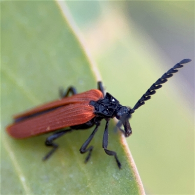 Porrostoma rhipidium (Long-nosed Lycid (Net-winged) beetle) at Parkes, ACT - 17 Oct 2024 by Hejor1