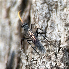 Fabriogenia sp. (genus) at Parkes, ACT - 17 Oct 2024