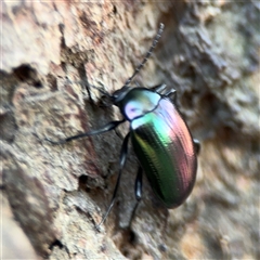 Chalcopteroides sp. (genus) (Rainbow darkling beetle) at Parkes, ACT - 17 Oct 2024 by Hejor1