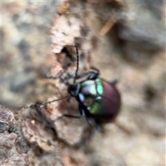 Chalcopteroides sp. (genus) at Parkes, ACT - 17 Oct 2024