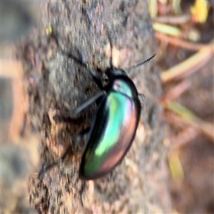 Chalcopteroides sp. (genus) at Parkes, ACT - 17 Oct 2024