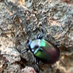 Chalcopteroides sp. (genus) at Parkes, ACT - 17 Oct 2024