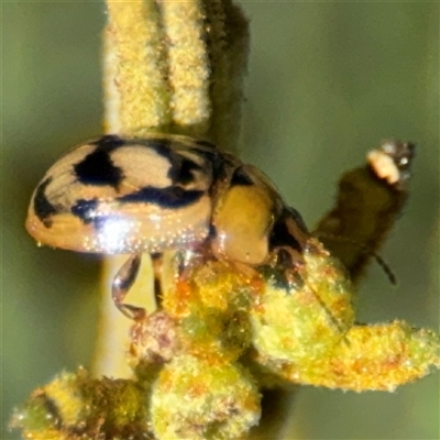 Peltoschema hamadryas (Hamadryas leaf beetle) at Parkes, ACT - 17 Oct 2024 by Hejor1