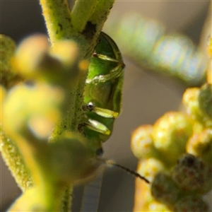 Calomela juncta at Parkes, ACT - 17 Oct 2024