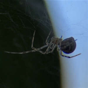 Theridiidae (family) at Parkes, ACT - 17 Oct 2024 04:48 PM