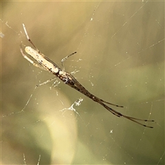 Tetragnatha sp. (genus) (Long-jawed spider) at Parkes, ACT - 17 Oct 2024 by Hejor1