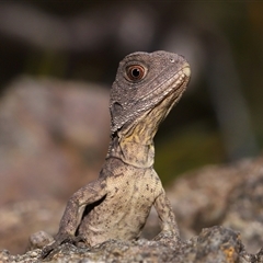 Intellagama lesueurii howittii (Gippsland Water Dragon) at Acton, ACT - 16 Oct 2024 by TimL