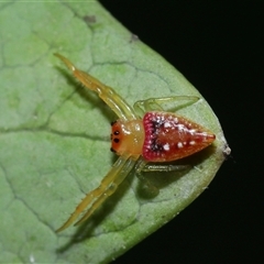 Arkys walckenaeri (Triangle spider) at Acton, ACT - 17 Oct 2024 by TimL