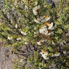 Pimelea linifolia subsp. linifolia (Queen of the Bush, Slender Rice-flower) at Tharwa, ACT - 12 Oct 2024 by Jiggy