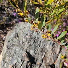 Daviesia mimosoides (Bitter Pea) at Tharwa, ACT - 12 Oct 2024 by Jiggy