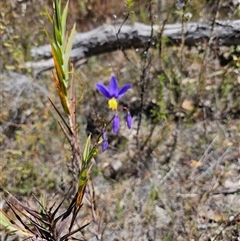 Stypandra glauca (Nodding Blue Lily) at Tharwa, ACT - 13 Oct 2024 by Jiggy