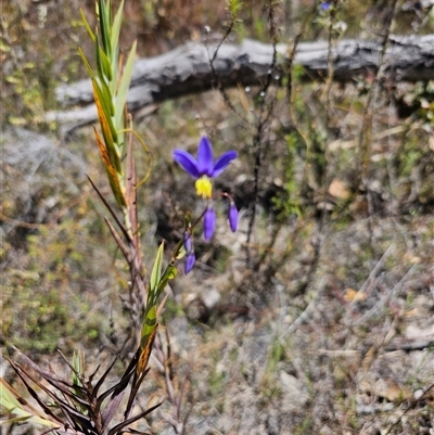 Stypandra glauca (Nodding Blue Lily) at Tharwa, ACT - 13 Oct 2024 by Jiggy