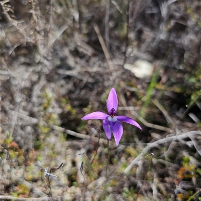 Glossodia major (Wax Lip Orchid) at Tharwa, ACT - 13 Oct 2024 by Jiggy