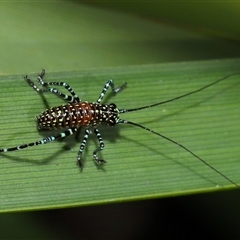 Acripeza reticulata (Mountain Katydid) at Acton, ACT - 17 Oct 2024 by TimL