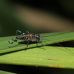 Acripeza reticulata at Acton, ACT - 17 Oct 2024