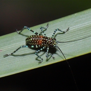 Acripeza reticulata at Acton, ACT - 17 Oct 2024