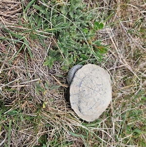 Chelodina longicollis at Hume, ACT - 14 Oct 2024