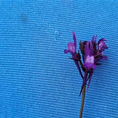 Linaria pelisseriana (Pelisser's Toadflax) at Hume, ACT - 14 Oct 2024 by Jiggy