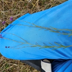 Linaria pelisseriana at Hume, ACT - 15 Oct 2024 09:43 AM