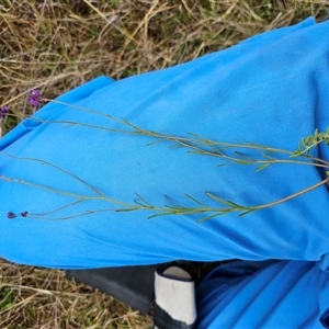 Linaria pelisseriana at Hume, ACT - 15 Oct 2024 09:43 AM