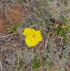 Oenothera stricta subsp. stricta (Common Evening Primrose) at Hume, ACT - 15 Oct 2024 by Jiggy