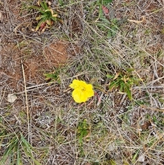 Oenothera stricta subsp. stricta at Hume, ACT - 15 Oct 2024 01:27 PM