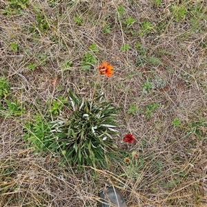 Gazania x splendens at Hume, ACT - 15 Oct 2024 01:28 PM