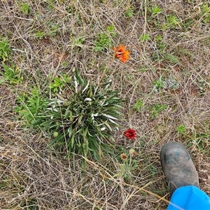 Gazania x splendens at Hume, ACT - 15 Oct 2024 01:28 PM