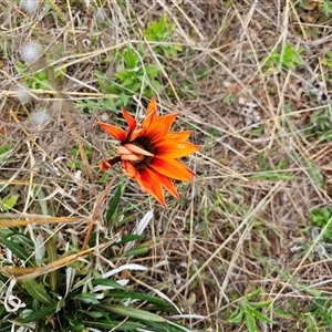 Gazania x splendens at Hume, ACT - 15 Oct 2024 01:28 PM