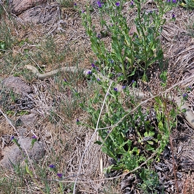 Pseudonaja textilis (Eastern Brown Snake) at Hume, ACT - 17 Oct 2024 by Jiggy