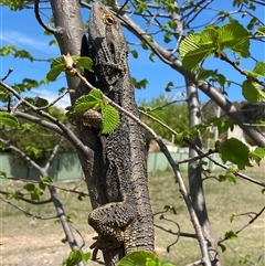 Pogona barbata at Theodore, ACT - suppressed