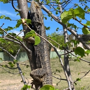 Pogona barbata at Theodore, ACT - 17 Oct 2024