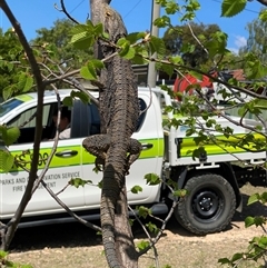 Pogona barbata at Theodore, ACT - 17 Oct 2024